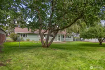 Large fully fenced backyard with walnut tree, pear tree, plum tree and multiple apple trees plus a clothesline
