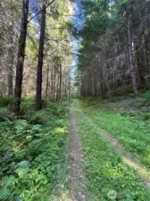 Road in place