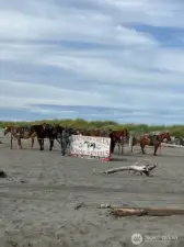 Tons of activities await at nearby Copalis Beach: beachcombing, kite flying, clamming, fishing, hiking, kayaking, horseback riding, and more!