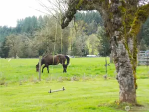 country life