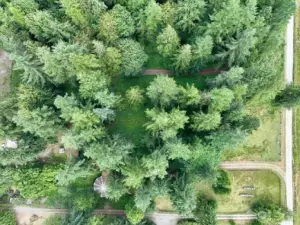 Old growth trees. This property is the center lot.