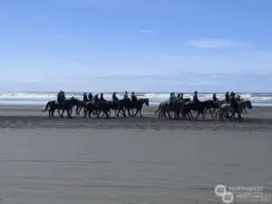 Horse back riding on the beach