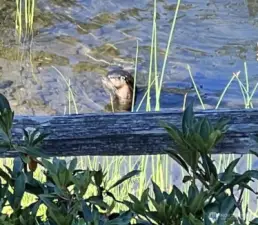 Water otter