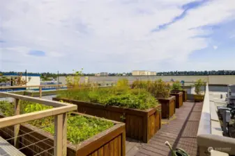 community garden on rooftop deck