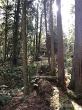 lightly treed