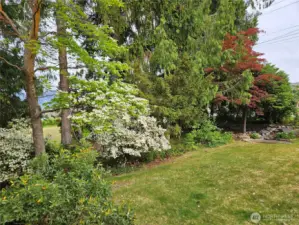 Forested Area