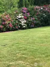 Wonderful Mature Landscaping