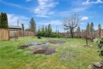 Far garden space with fruit trees and some evergreen trees