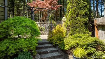 Mature maple trees
