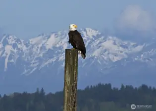 50 Pine Street is known for its frequent visits from Eagles... you can hear them chirping and watching from the trees throughout the year.