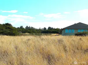 - - - on the Dune ---