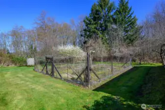 Fenced in garden with plenty of strawberry plants.