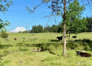 Powerlines & Cattle