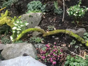 Beneath the sleeping surface we see now await Tulips, Hellebore,Asiatic & Stargazer Lillies,Crocus and many more for you to witness next spring!