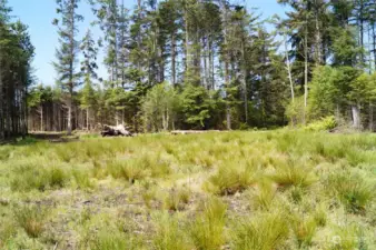 Potential Building Site