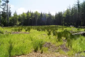 Potential Building Site