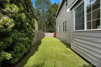 Low maintenance turf in the side yard.
