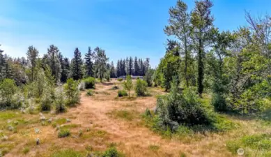 Variety of level pasture and a few trees for shade and shelter.
