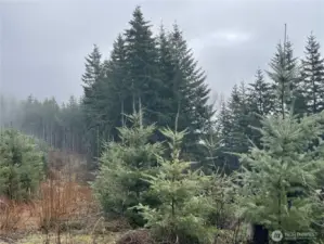 Plantation