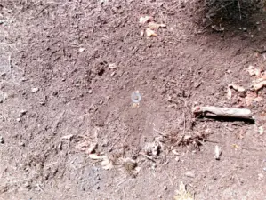 Previous survey marker