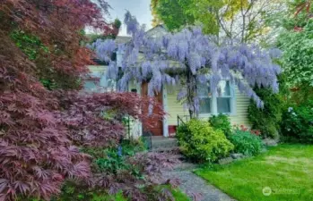 View of Wisteria in bloom