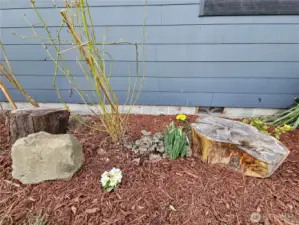 Budding Rose bushes