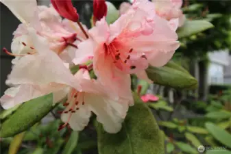 Gorgeous flowers around the property.