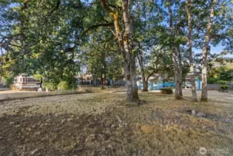 BACK YARD WITH BIG OAK TREES