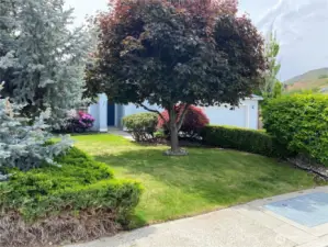 Mature landscaping