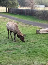 Elk come to visit often!