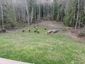 Elk on property