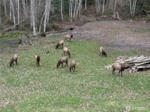 Elk on property