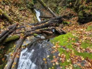 Beautiful stream to explore