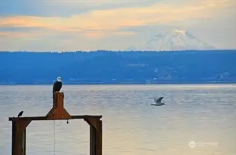 Yes, the eagles do perch here