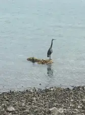 Visiting Heron