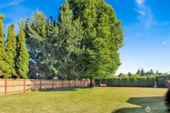 Super private back yard is fully fenced  and features a sprinkler system for easy maintenance. Shade is provided by this gracious sycamore tree!