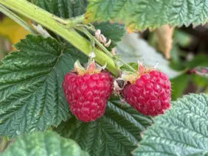 Berries