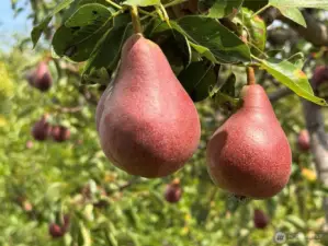 Pears- Apples-plums and more