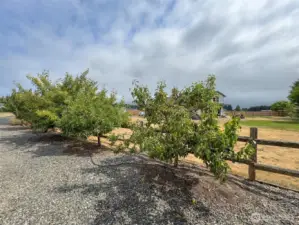 Orchard-Pears- Apples-plums and more