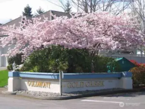 Springtime bursts into bloom all over GOLD CREEK!