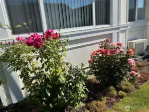 Outside dining window