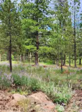 355 Tamarack Goldendale, WA