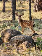 355 Tamarack Goldendale, WA