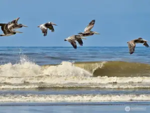 Long Beach Washington, "The Worlds Longest Beach"