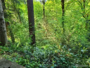 Woodsy outlook from upper terrace