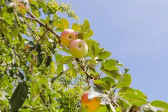 Fruit trees