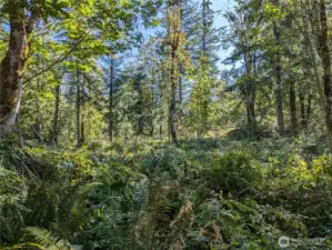 The lot has a huge clearing