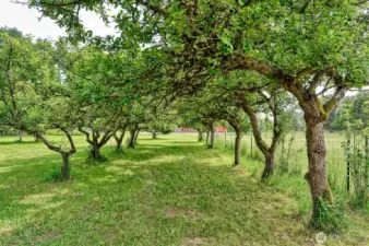 Old orchard still producing apples!