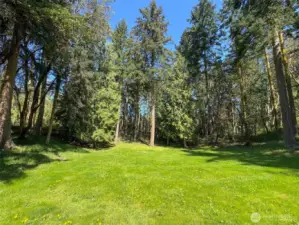 Big Backyard with Trees