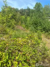Lot from bottom of property looking up towards Tog Rd.